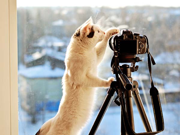 Katze mit Digitalkamera