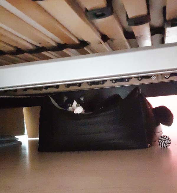 Ängstliche Katze unter dem Bett