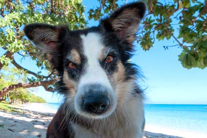 Hund mit gefährlichem Blick.