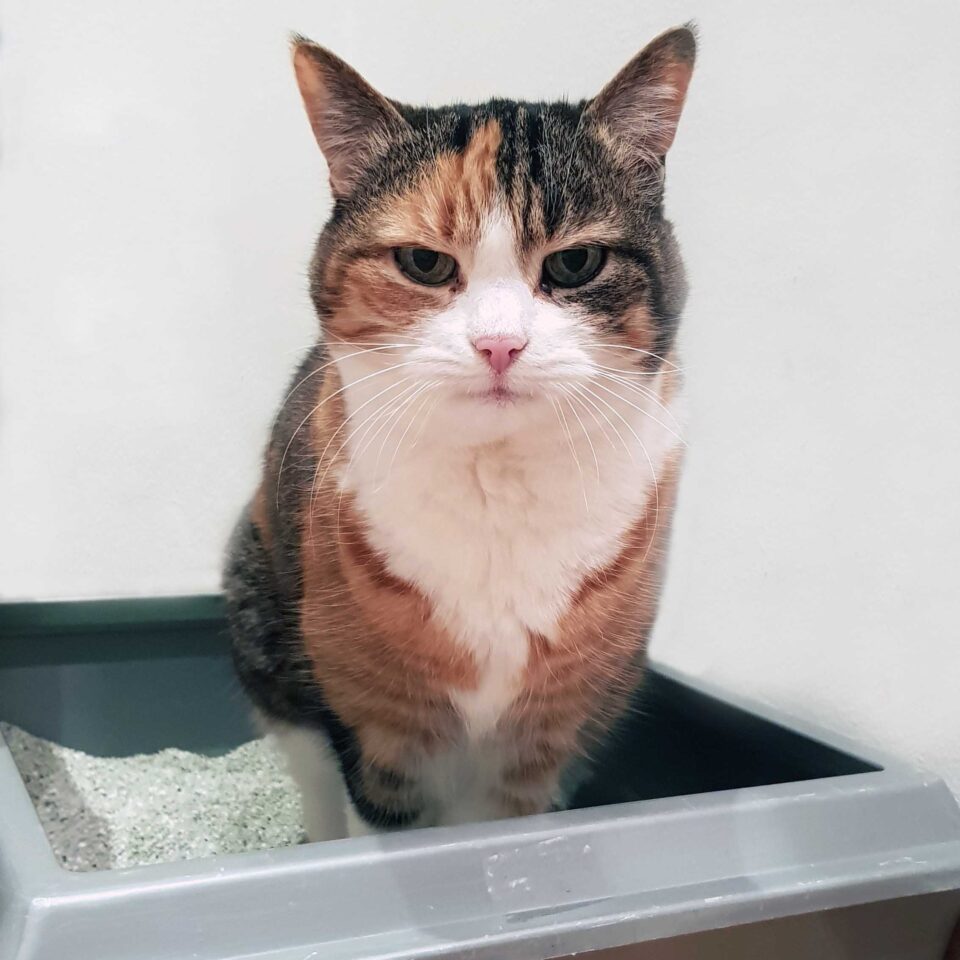 Katze Biene im Katzenklo