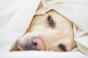 Borreliose beim Hund ist eine schwere Erkrankung.