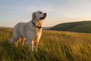 Zecken lauern auf Gräsern, im Gebüsch und Unterholz. Trotzdem darf man Hunden das geliebte Gassigehen nicht vorenthalten.