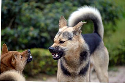 Mobbing unter Hunden. Mobbing unter Hunden.