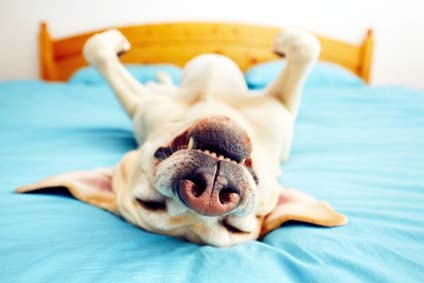 Mobbing unter Hunden. Ein glücklicher Hund braucht Schutz und Sicherheit. Ein glücklicher Hund braucht Schutz und Sicherheit.