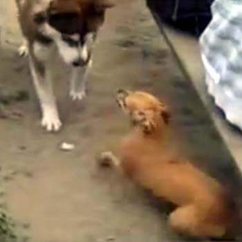Ein Husky bedroht einen kleinen Hund.