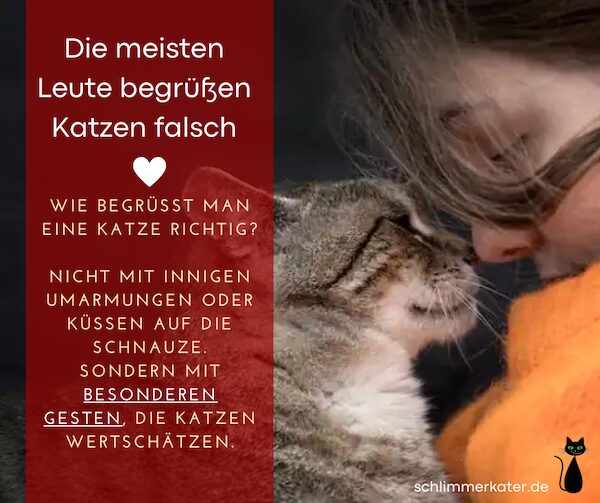 Facebook Post: Katze richtig begrüßen