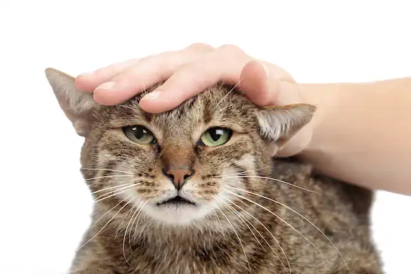 Katze mit frustriertem Blick wird gestreichelt.