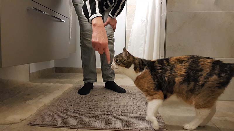Katzen verstehen Wörter und Gesten wie Fingerzeichen.