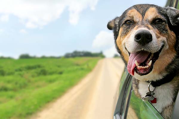 Lachender Hund blickt aus dem Autofenster