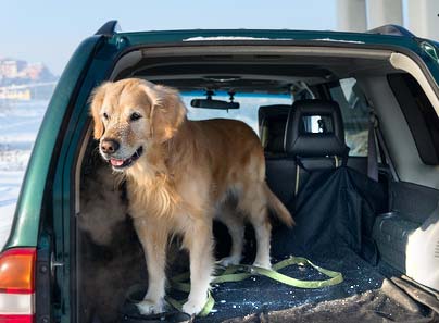 Hund im Auto: Hundehaare sind hartnäckig, sie verharken sich im Gewebe und lassen sich nur schwer entfernen.