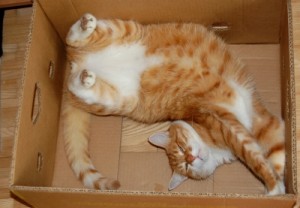 Katze in einem Karton