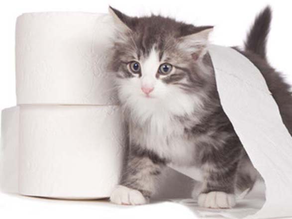 Katze mit Toilettenpapier