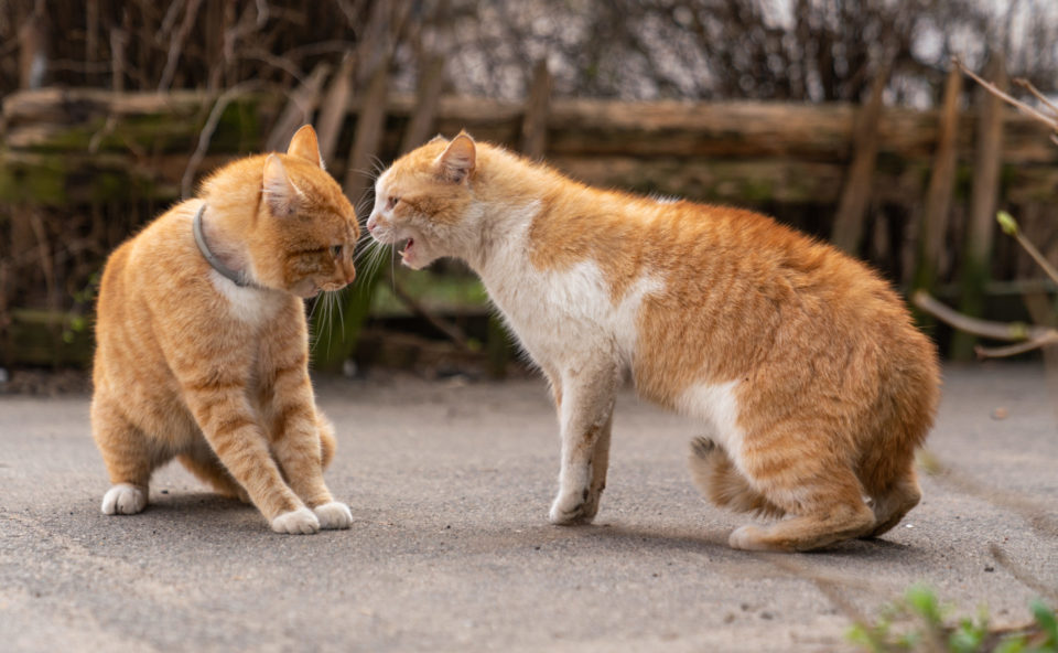 Zusammenführung: Katze schlägt Katze