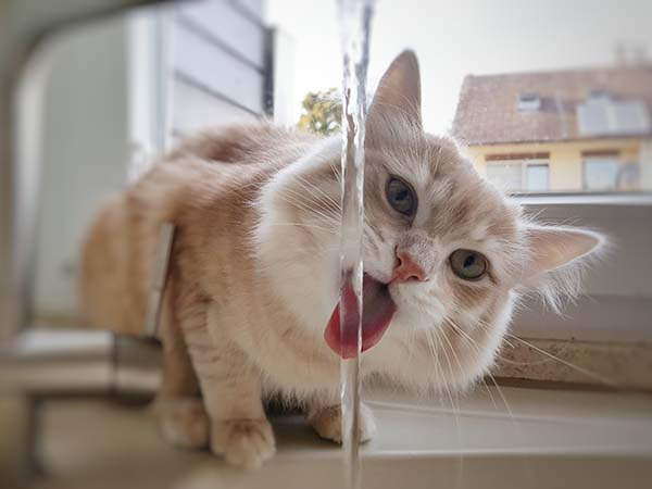 Süße Katze trinkt aus dem Wasserhahn