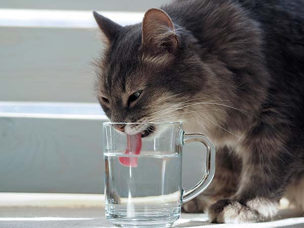Katze trinkt aus dem Wasserhahn.