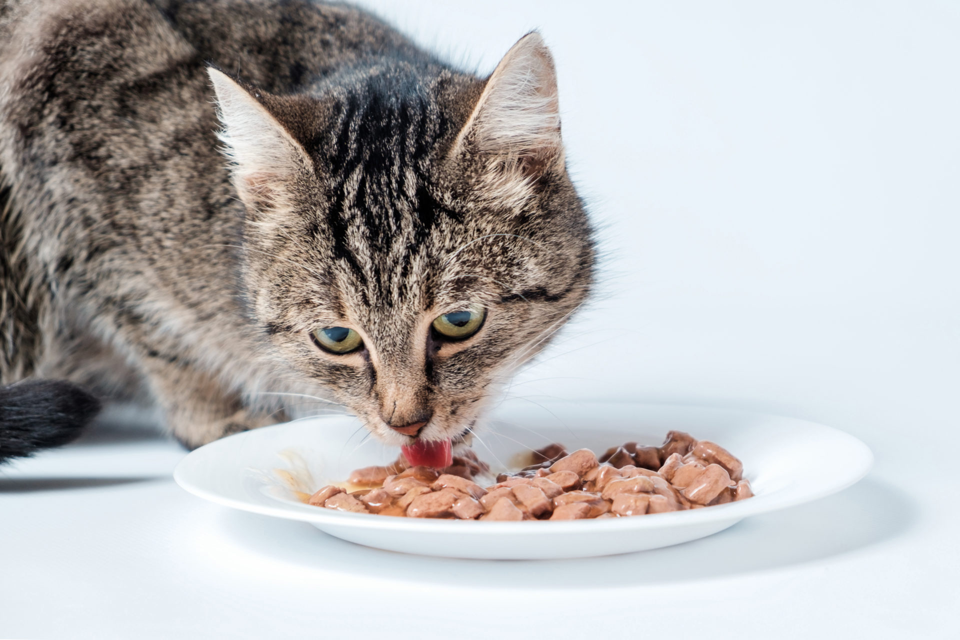 Wie oft Katze füttern? • schlimmerkater.de