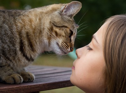 Katzenbegrüßung: Schnüffeln an der Nase