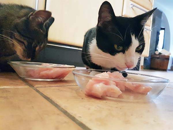 Katzen fressen Fleisch