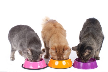 Drei Katzen fressen aus dem Futternapf