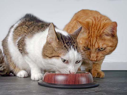 Zwei Katzen am Futternapf