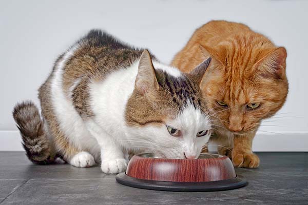 Katze schlingt Futter vom Napf