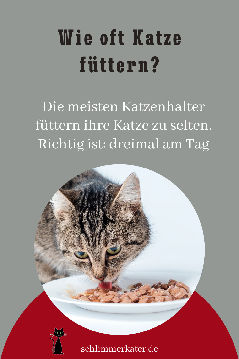 Wie oft Katze füttern? Bei zwei Mahlzeiten hungern sie! • schlimmerkater.de
