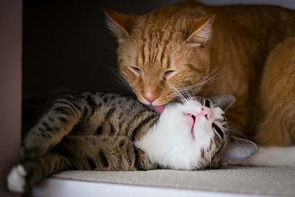 Zwei kuschelnde Katzen