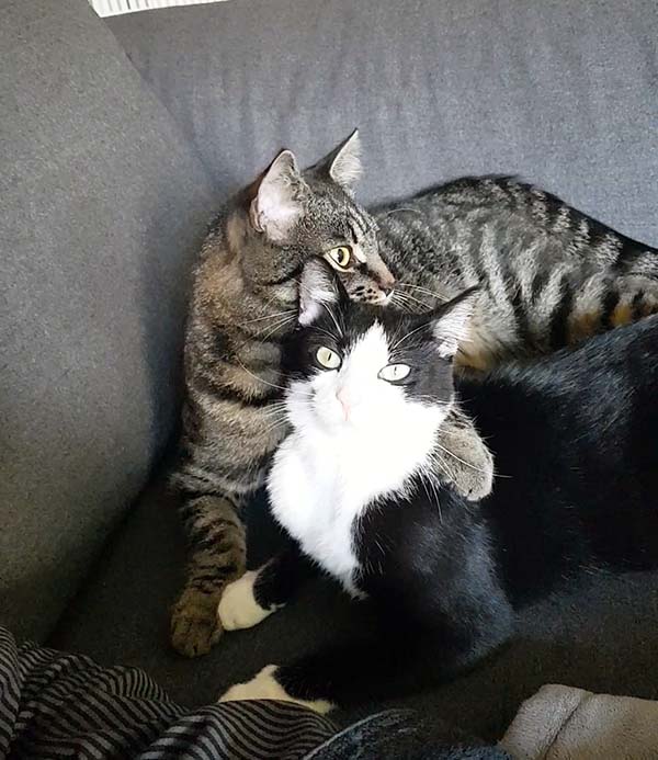 Zwei Katzen kuscheln