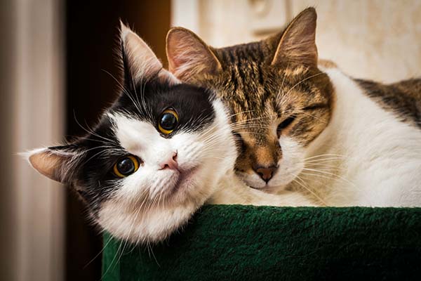 Zwei kuschelne Katzen