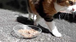 Katzennapf von Biene Eine breite, tiefe Dessertschale reicht als Katzennapf aus.