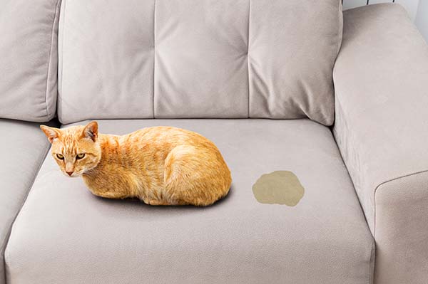 Katze auf dem Sofa mit Urinfleck.