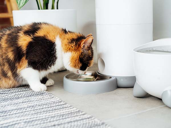 Katze frisst aus Futterspender