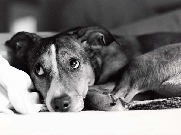 Hund mit großen Augen