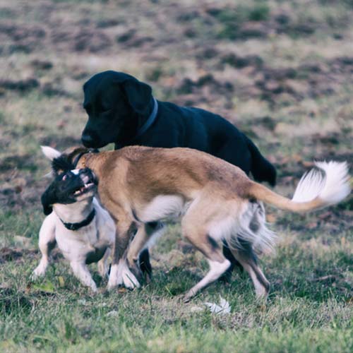 Mobbing unter Hunden: So greifst du ein.