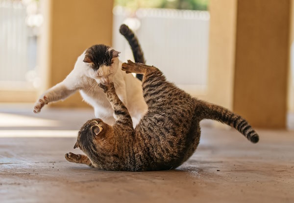 Zwei kämpfende Katzen