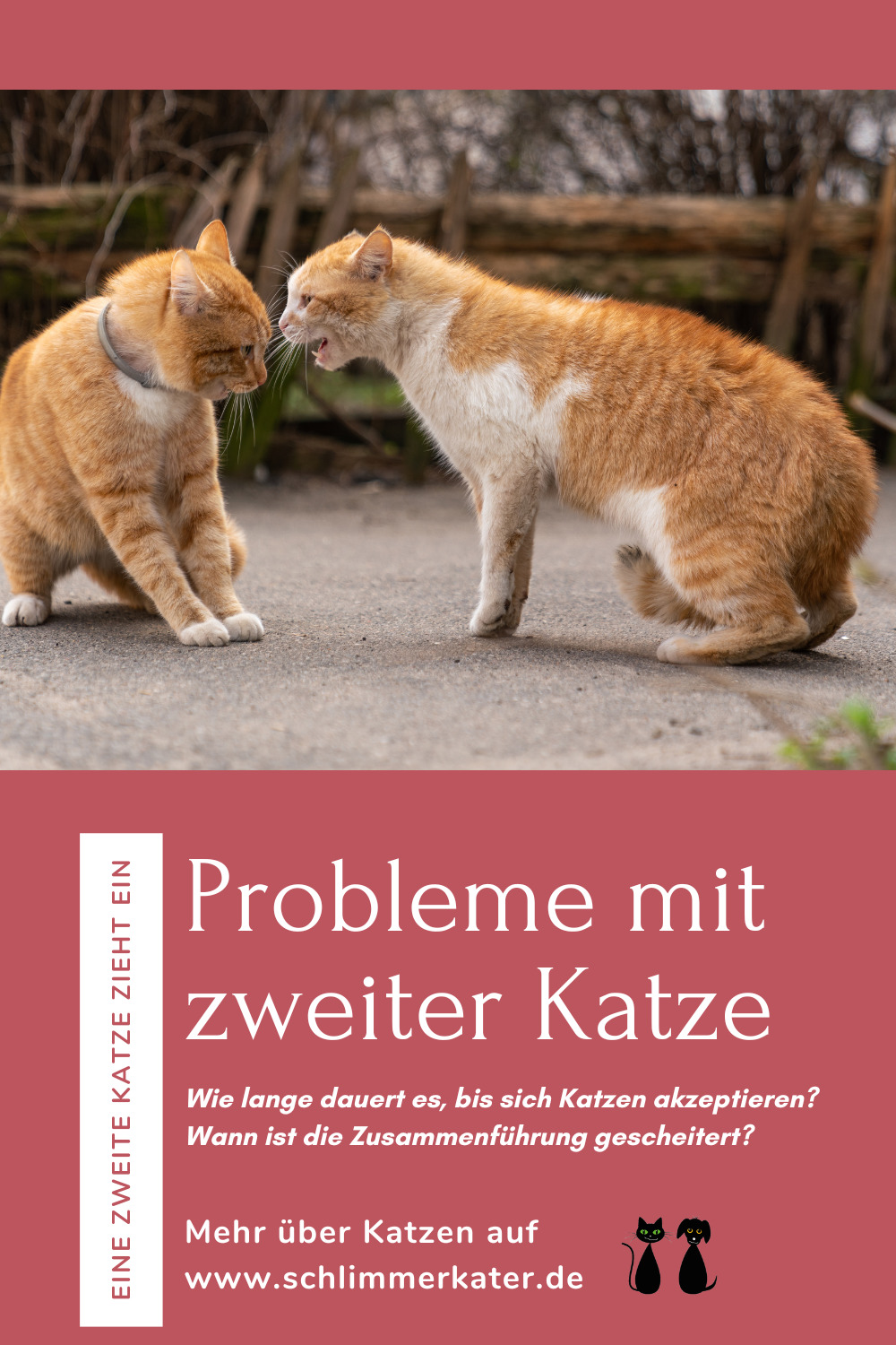 Zusammenführung Katzen Wann gescheitert? Was ist eine gute Entwicklung? Aggressionen richtig