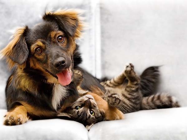 Katze und Hund