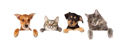 Hund und Katzen: Wer bekommt das Haustier nach der Scheidung?