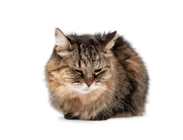 Katze mit Schmerzgesicht: Kopf gesenkt, Beine untergeschlagen, Augen fast geschlossen.