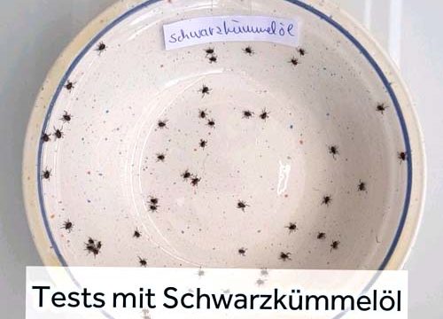 50 Zecken in einer Schüssel.