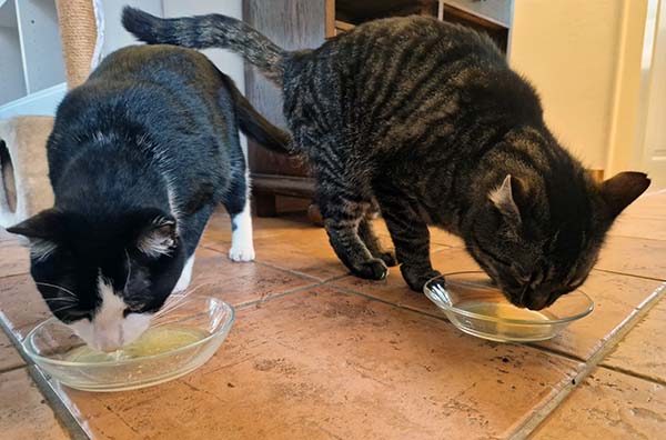 Zwei Katzen fressen Hühnerbrühe.