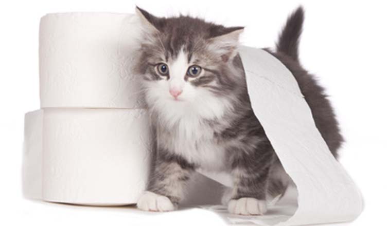 Katze mit Toilettenpapier.