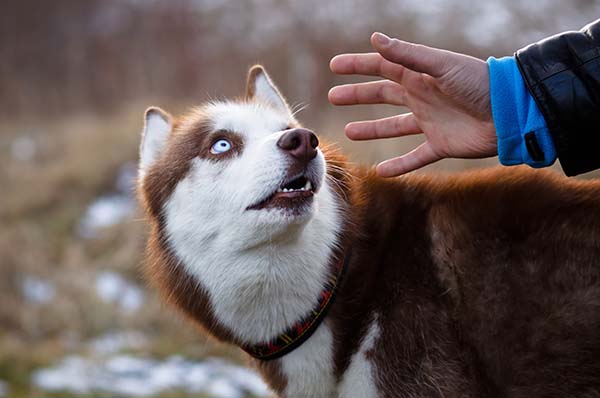 Jemand will einen Hund anfassen