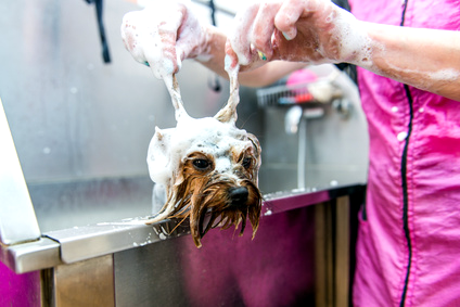 Was Hunde hassen - baden Was Hunde hassen - baden