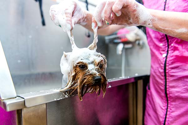 Hund in der Badewanne mit viel Schaum