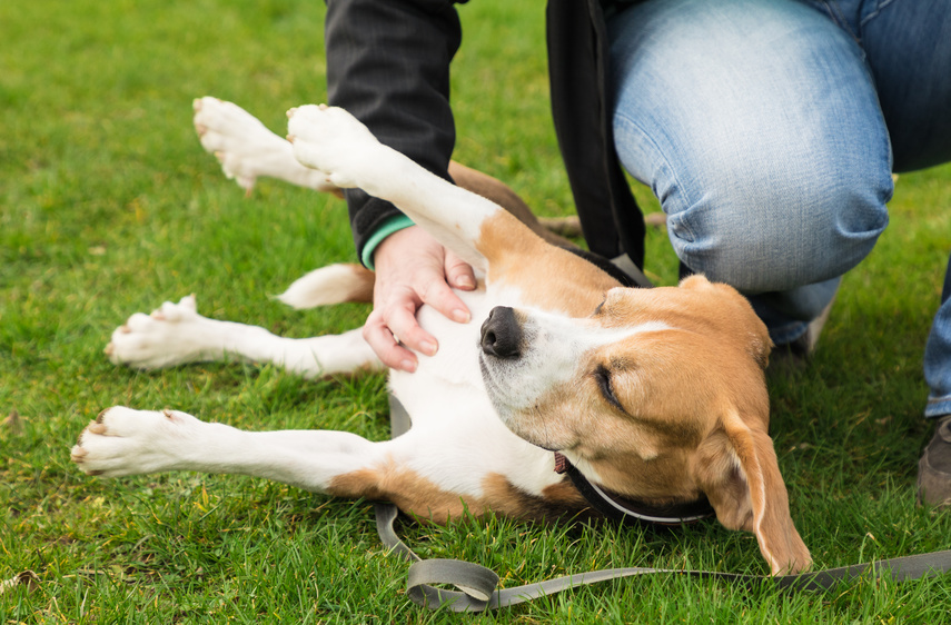 Mobbing unter Hunden So greifst du ein