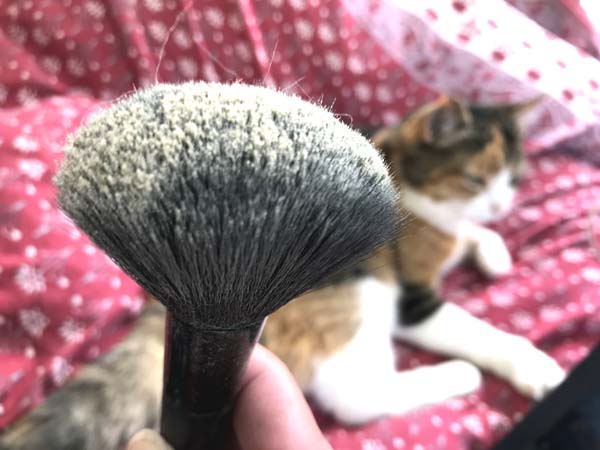 Thedarlingbakers Was Tun Gegen Flohe Bei Katzen