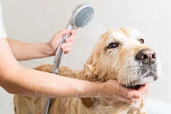 Hund wird geduscht