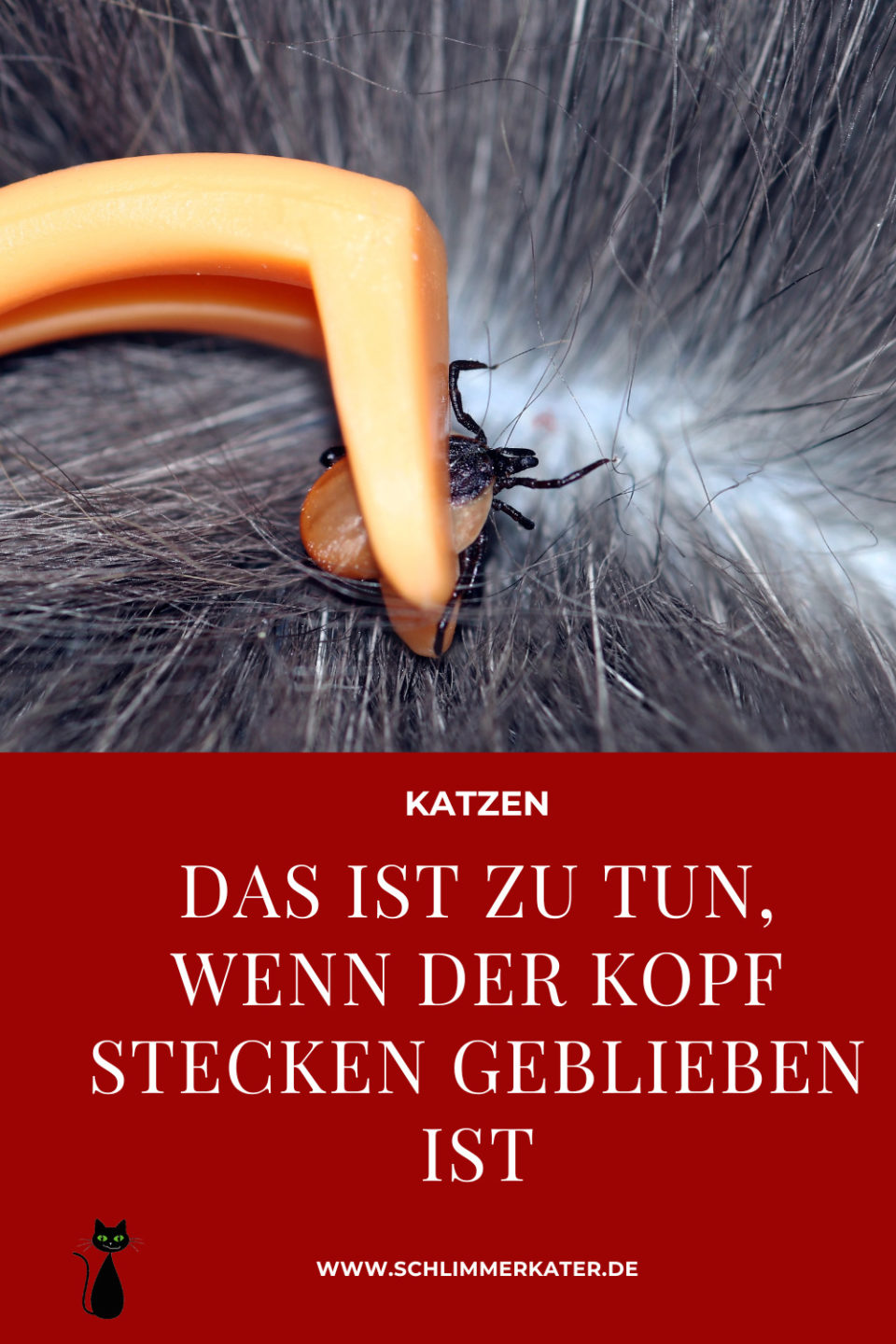 Kopf Von Zecke Stecken Geblieben Katze Zeckenkopf stecken geblieben (Hund & Katze)