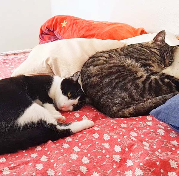Zwei Katzen auf dem Bett